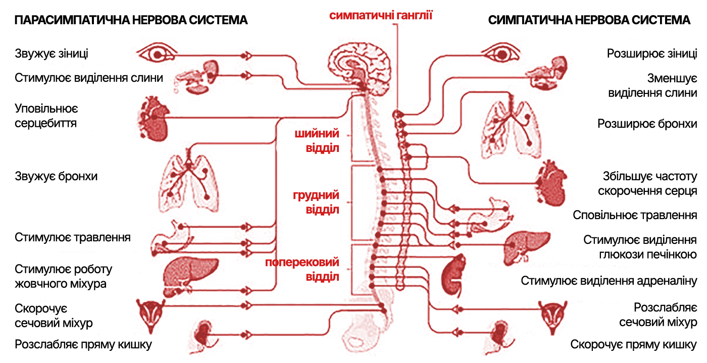 Про гормони стресу та нашу нервову систему